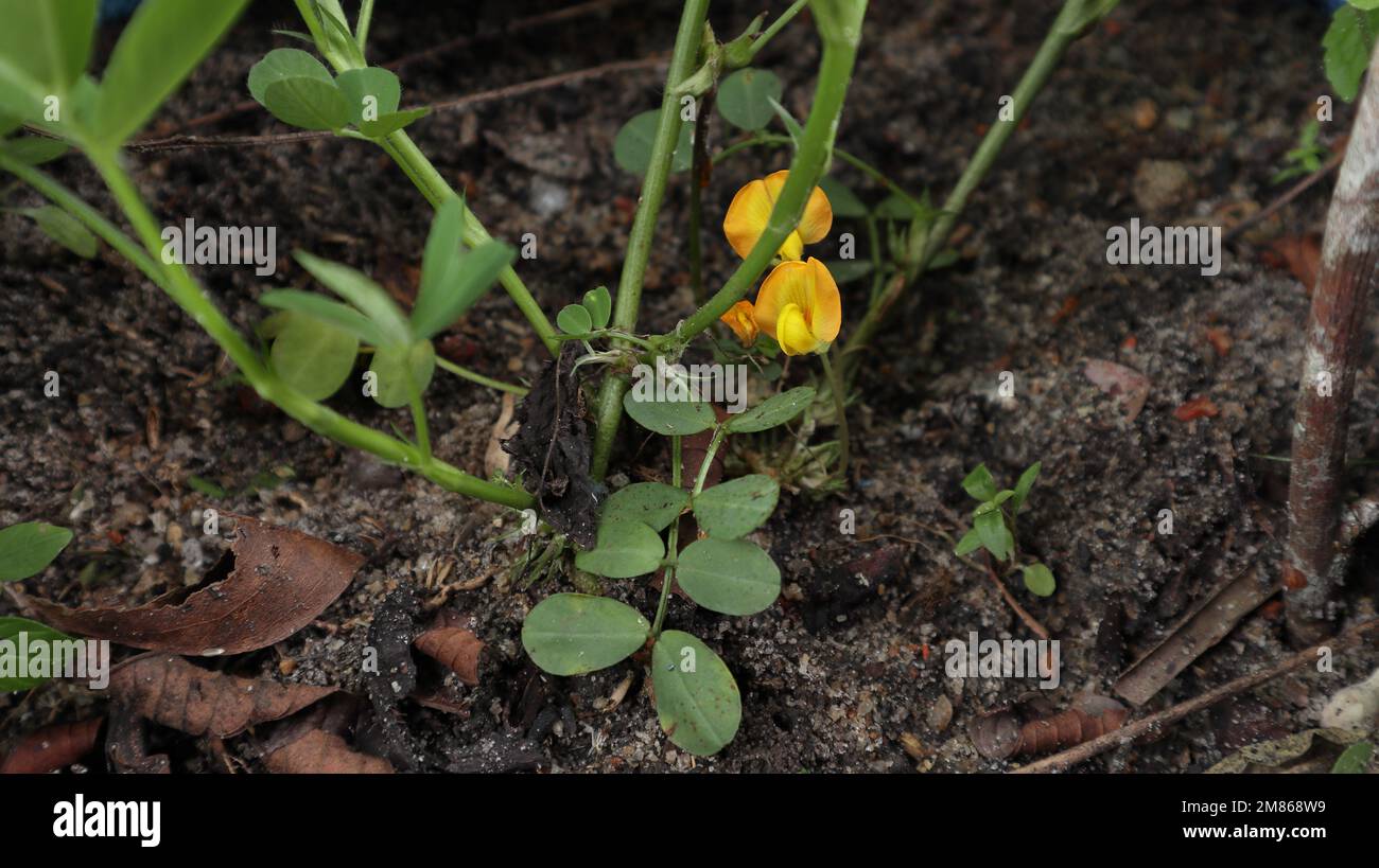 Bottom view of a Peanut plant (Arachis Hypogaea) which is growing on sandy loam soil with bloomed flowers Stock Photo