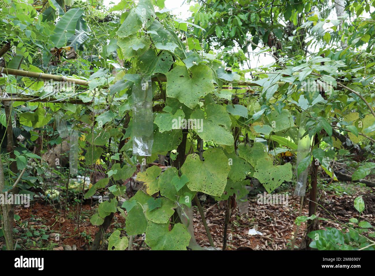 A Ridged Gourd vine (Luffa Acutangula) growing on support structure with leaves and fruits in the home garden. The vine has a polythene cover attached Stock Photo