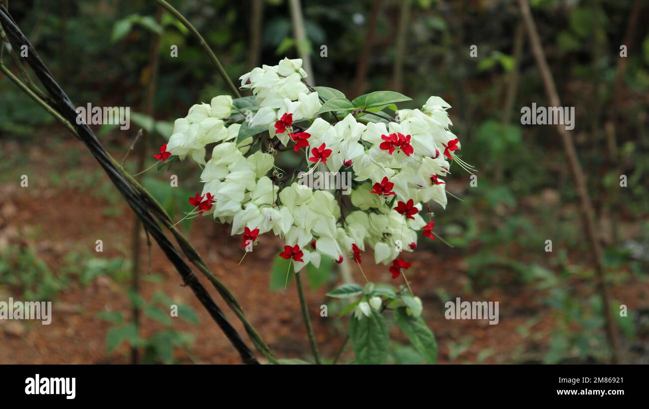 Close up of a Bleeding Heart Vine (Clerodendrum Thomsoniae) flower cluster in the garden Stock Photo