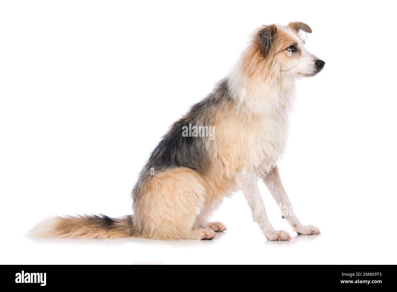 Cute dog sitting isolated on white background Stock Photo - Alamy