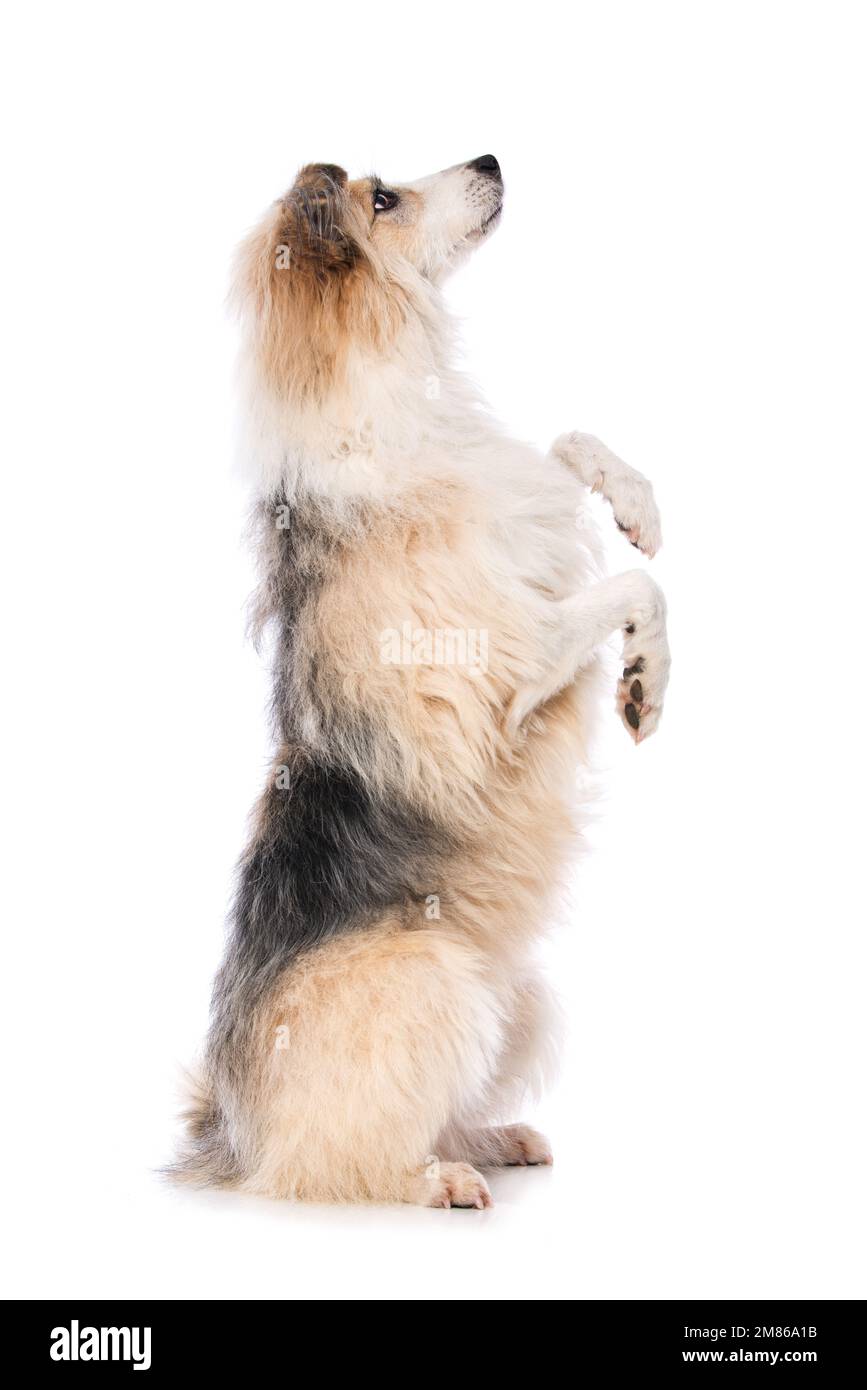 Cute dog sitting on hind legs and beg isolated on white background