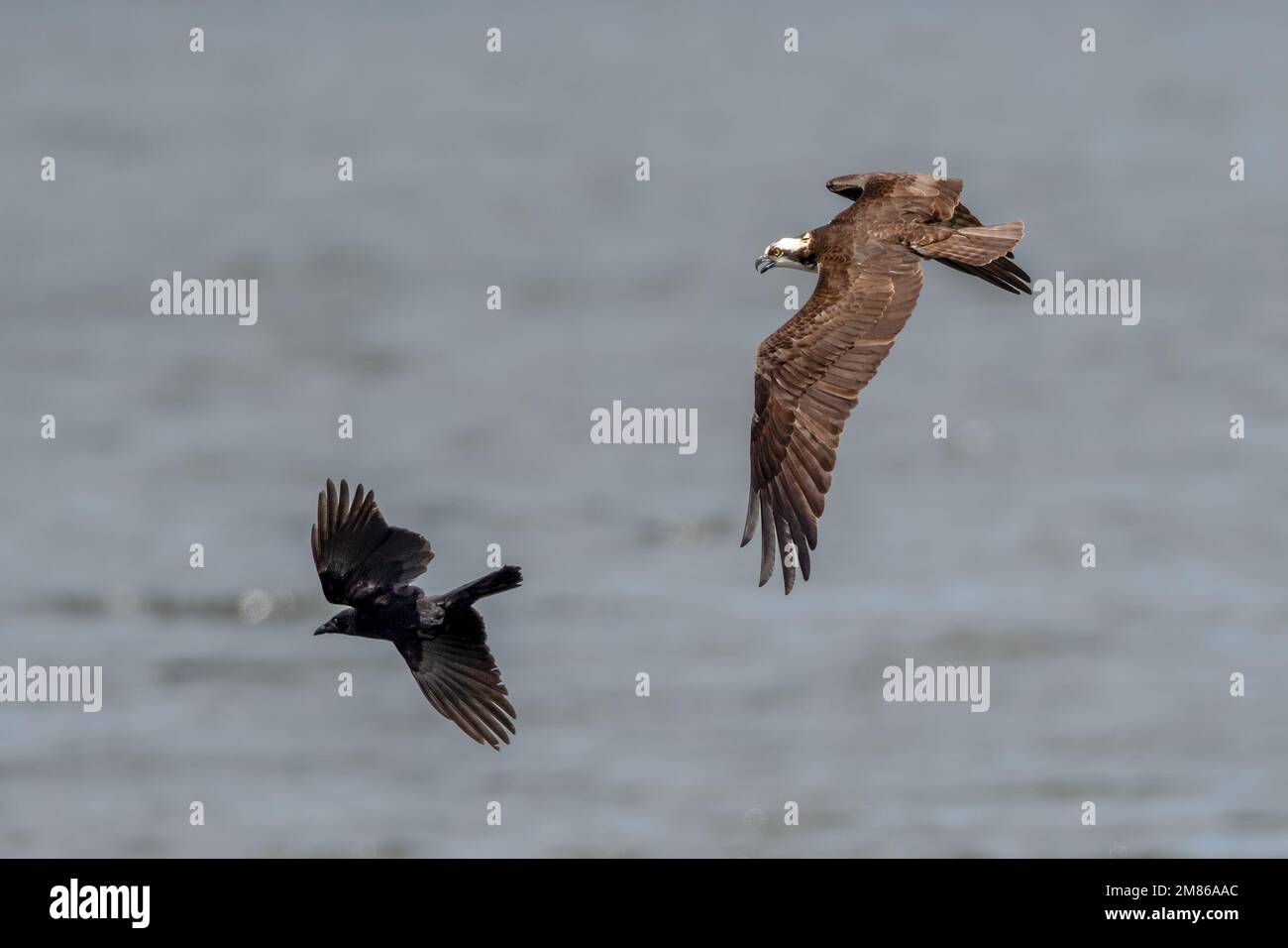 Osprey (Pandion haliaetus) in flight chasing an American crow (Corvus brachyrhynchos) that approached thie osprey's nest too closely. Kensington Metro Stock Photo