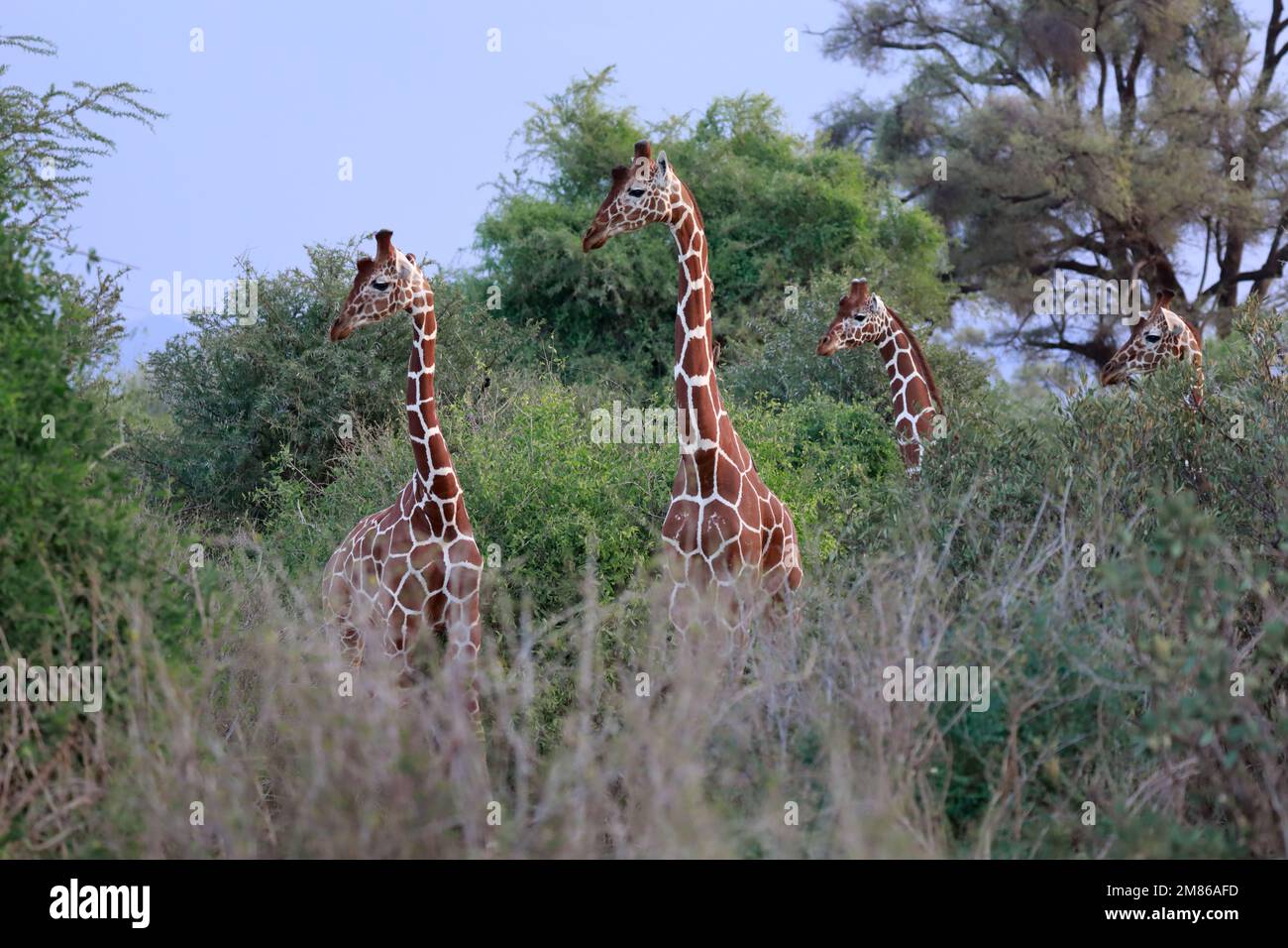 Four reticulated giraffes watch a leopard walk past them. Her gaze is directed straight at the cat. The predator is not in the picture. Kenya- Samburu Stock Photo