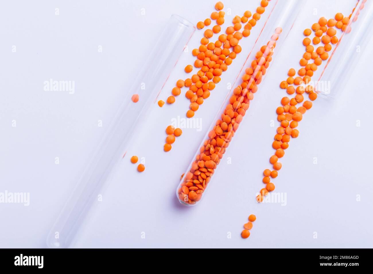 Germination of seeds in the laboratory. Selection and suitability test