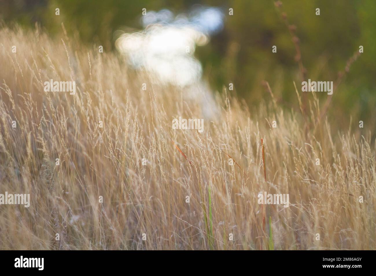 Glowing sun rays bokeh hi-res stock photography and images - Alamy