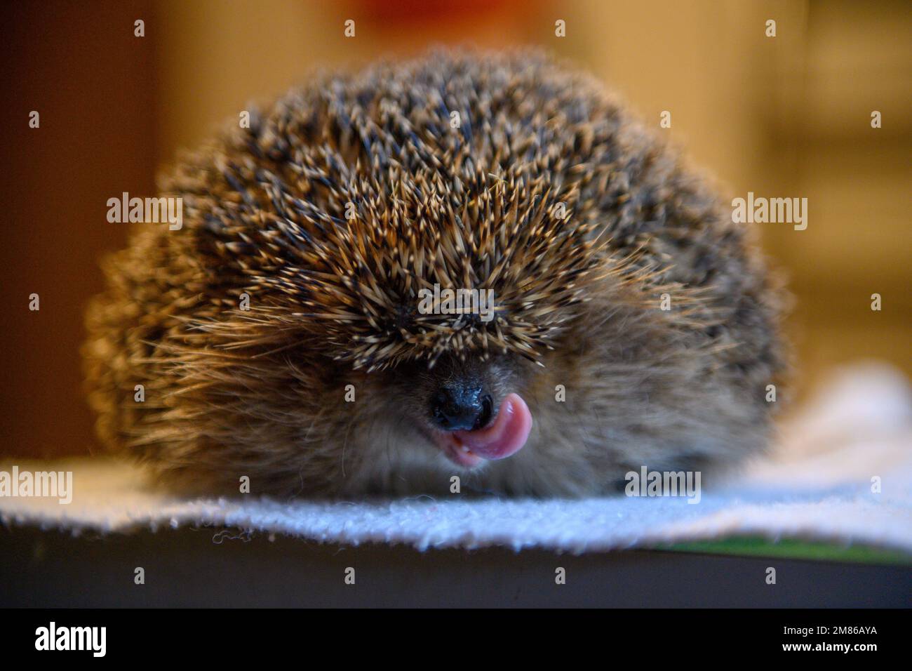 12 January 2023, SaxonyAnhalt, Güsten A hedgehog weighing about one