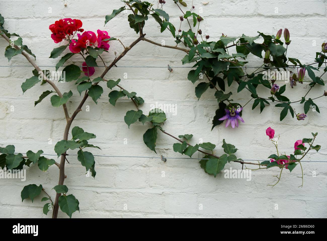 Winter flowers of Bougainvillea 'Helen Johnson' and purple passionflower growing in a UK glasshouse December Stock Photo