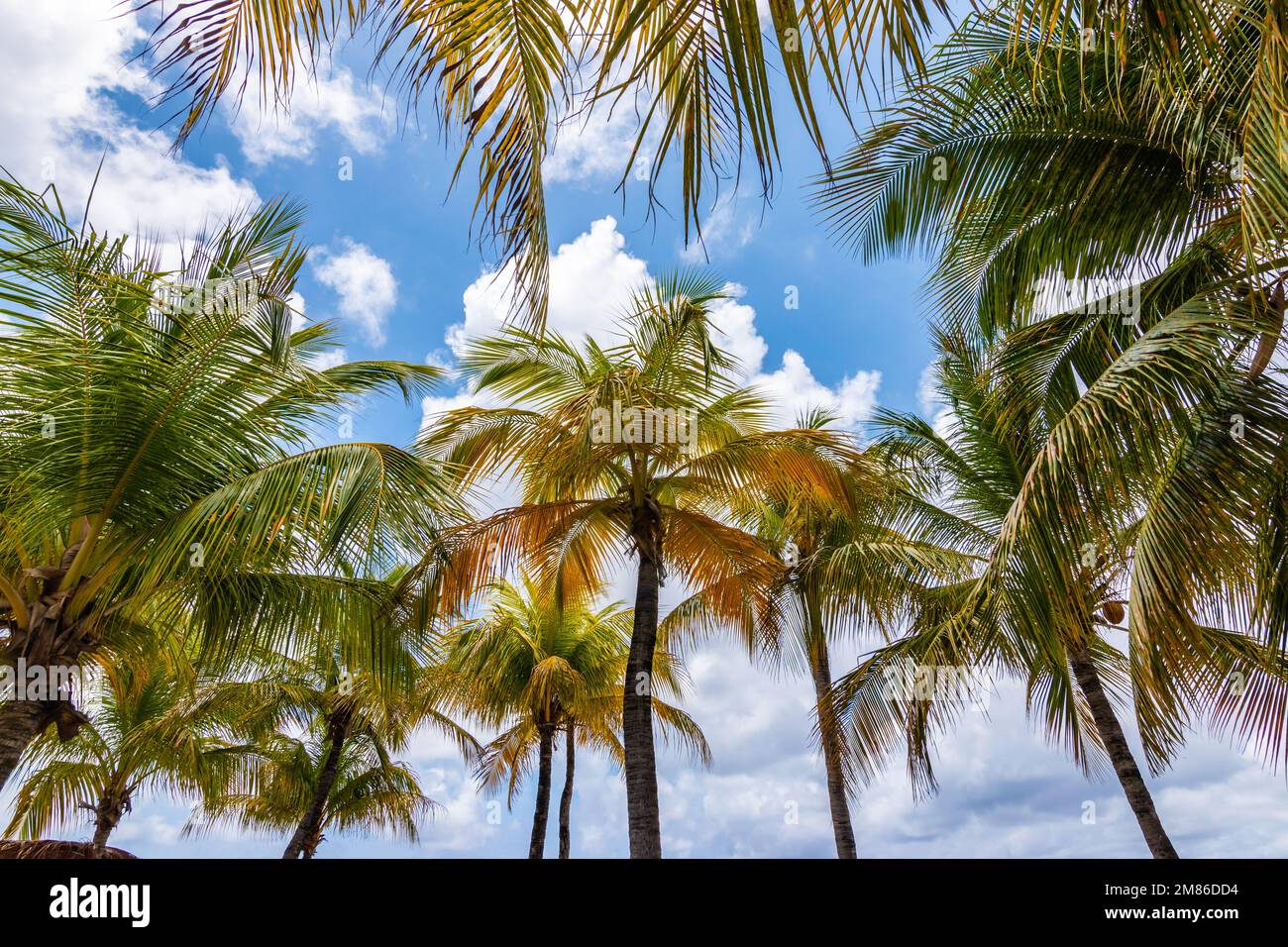 Coconut palm trees against blue sky on Caribbean Island. Stock Photo