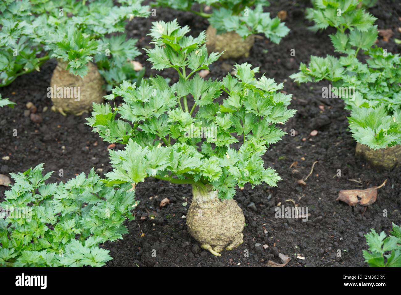 Winter growing vegetable plant Apium gravelons, also known as celeriac UK garden December Stock Photo