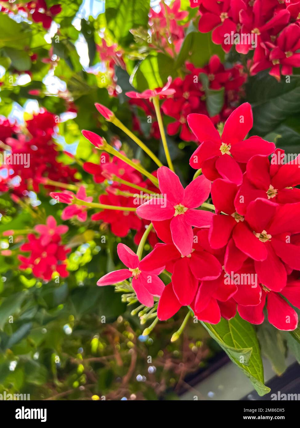 Bright red flowers blooming outdoors, closeup Stock Photo