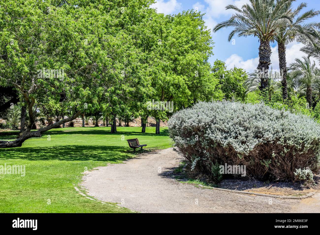 Alley palm trees bushes hi-res stock photography and images - Alamy