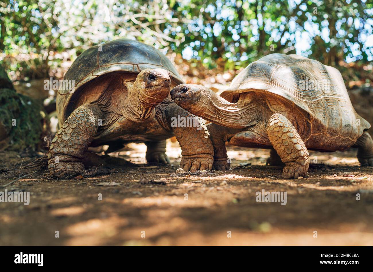 Couple of Aldabra giant tortoises endemic species one of the largest
