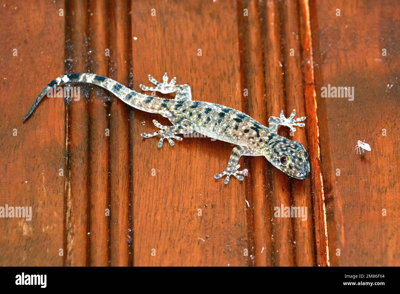 house gecko, HalbfingerGecko, Hemidactylus sp., Tanjung Puting National Park, Kalimantan