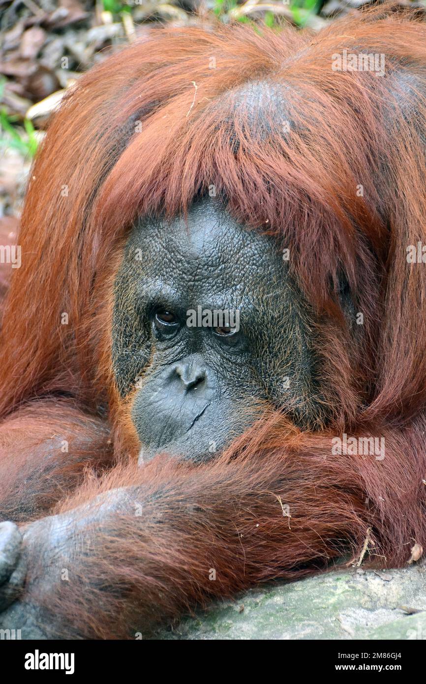 Orangutan de borneo orangutan de borneo hires stock photography and images Alamy