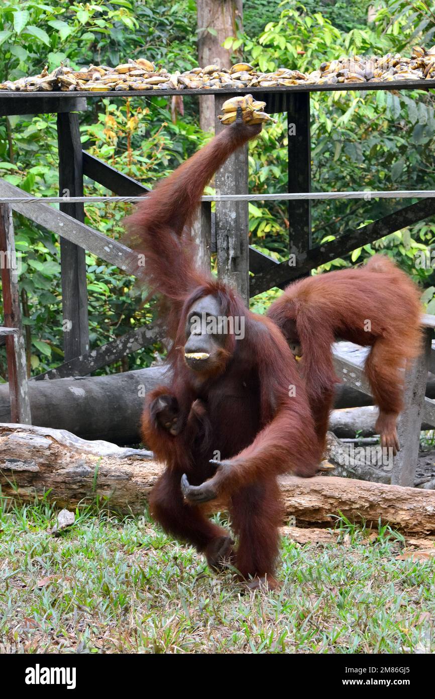 Bornean orangutan, BorneoOrangUtan, Orangoutan de Bornéo, Pongo pygmaeus pygmaeus, borneói