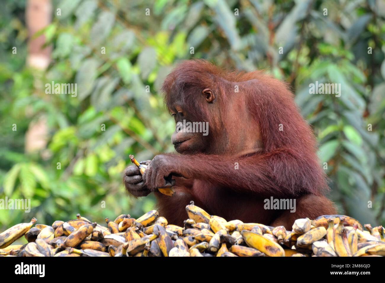 Bornean orangutan, BorneoOrangUtan, Orangoutan de Bornéo, Pongo pygmaeus pygmaeus, borneói