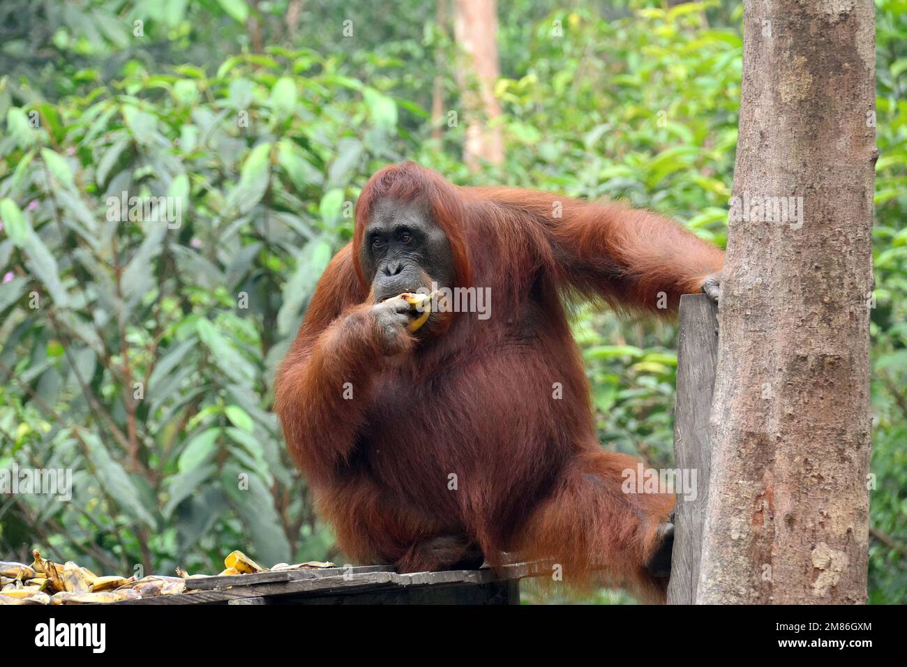 Bornean orangutan, BorneoOrangUtan, Orangoutan de Bornéo, Pongo pygmaeus pygmaeus, borneói