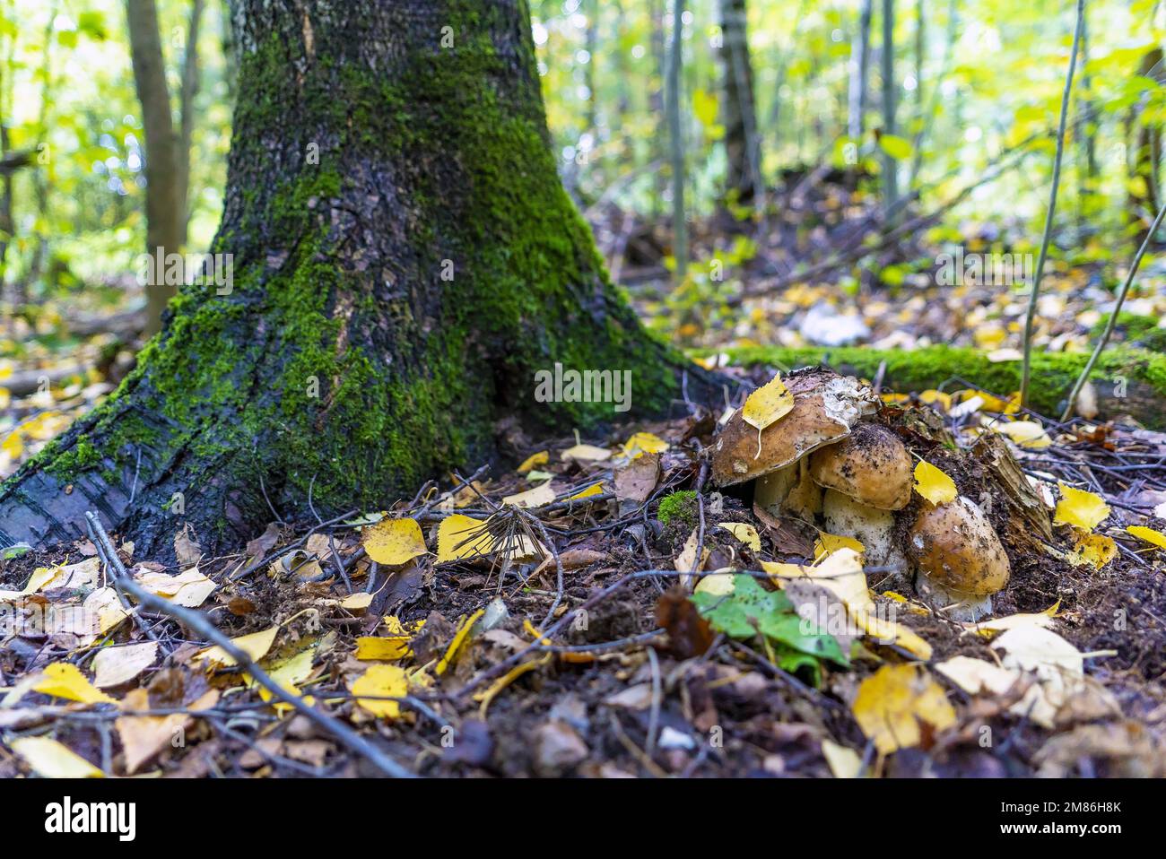 Three young porcini mushrooms come out from under the leaves Stock