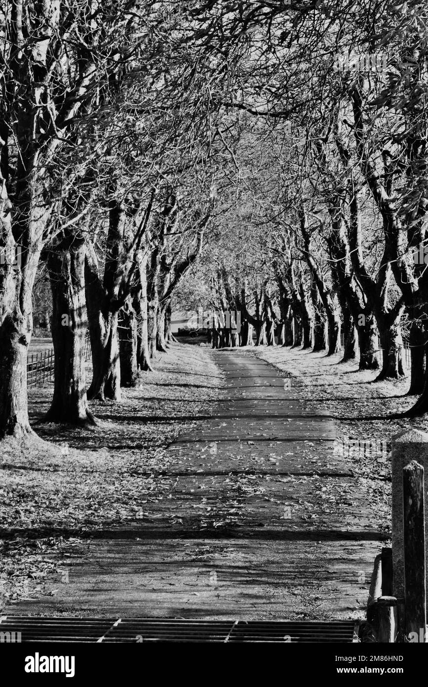 A grayscale of a narrow countryside road alongside a row of tall trees