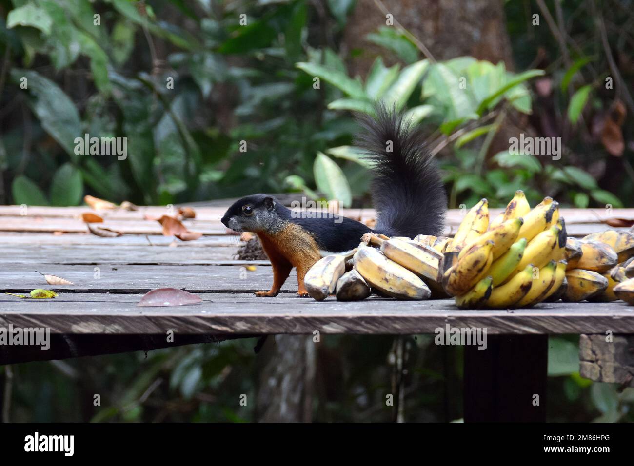 Prevost's squirrel, Prevost-Hörnchen, Écureuil de Prévost, Callosciurus prevostii, Prevost-mókus, Tanjung Puting National Park, Kalimantan, Borneo Stock Photo