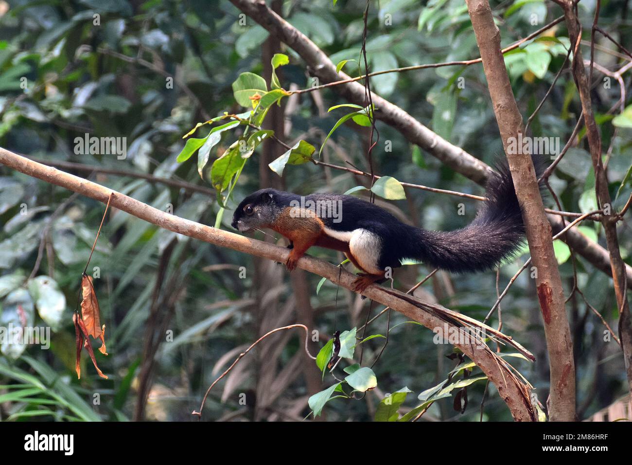 Prevost's squirrel, Prevost-Hörnchen, Écureuil de Prévost, Callosciurus prevostii, Prevost-mókus, Tanjung Puting National Park, Kalimantan, Borneo Stock Photo