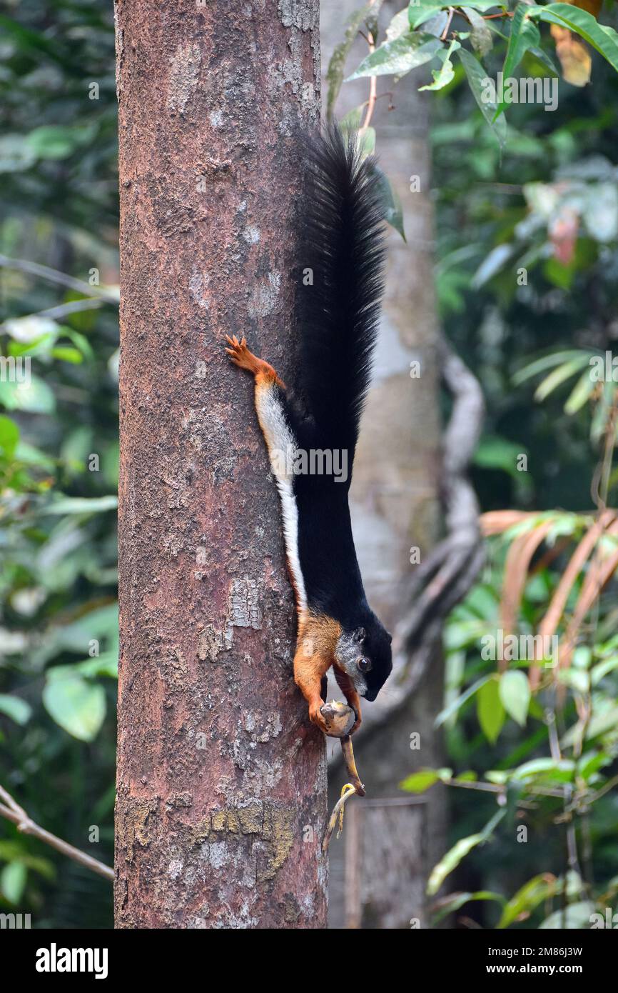 Prevost's squirrel, Prevost-Hörnchen, Écureuil de Prévost, Callosciurus prevostii, Prevost-mókus, Tanjung Puting National Park, Kalimantan, Borneo Stock Photo