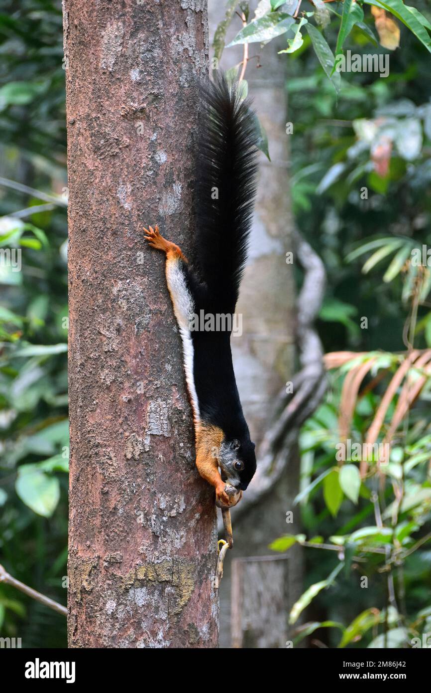 Prevost's squirrel, Prevost-Hörnchen, Écureuil de Prévost, Callosciurus prevostii, Prevost-mókus, Tanjung Puting National Park, Kalimantan, Borneo Stock Photo
