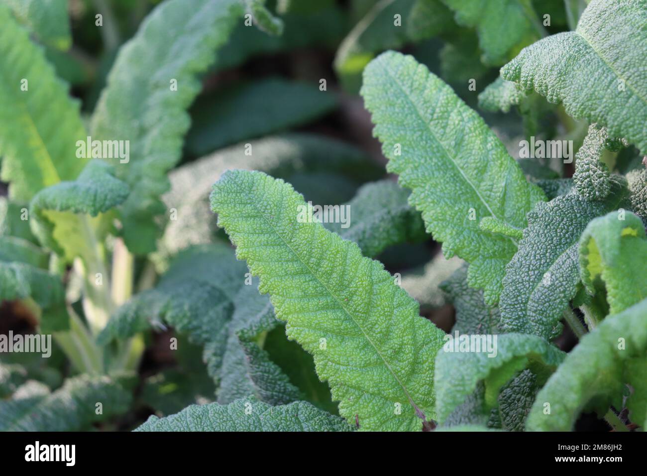 Green revolute crenate trichomatic oblong-deltoid leaves of Salvia Spathacea, Lamiaceae, native perennial herb in the Santa Monica Mountains, Winter. Stock Photo