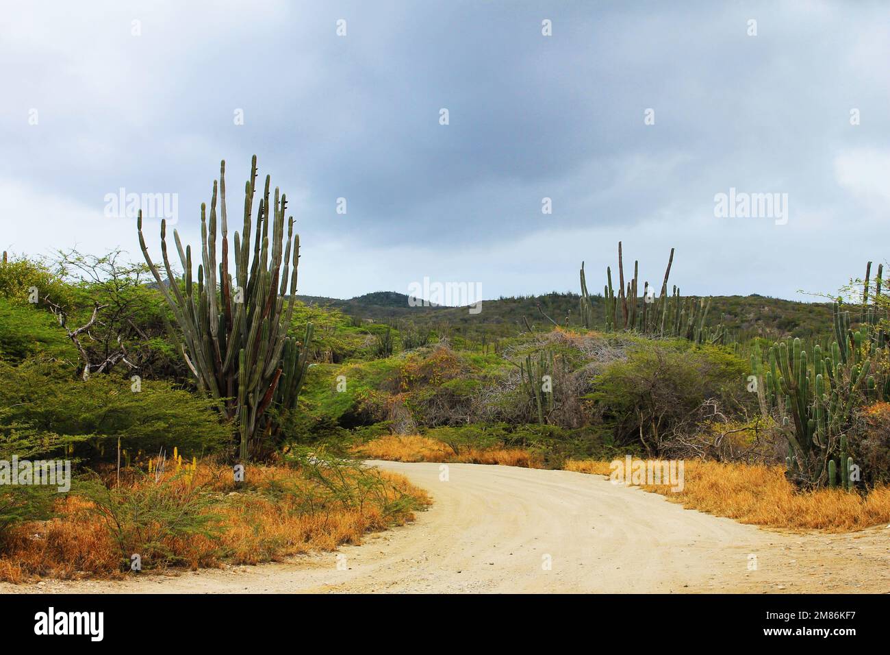 Dirt road through the desert, Aruba Stock Photo