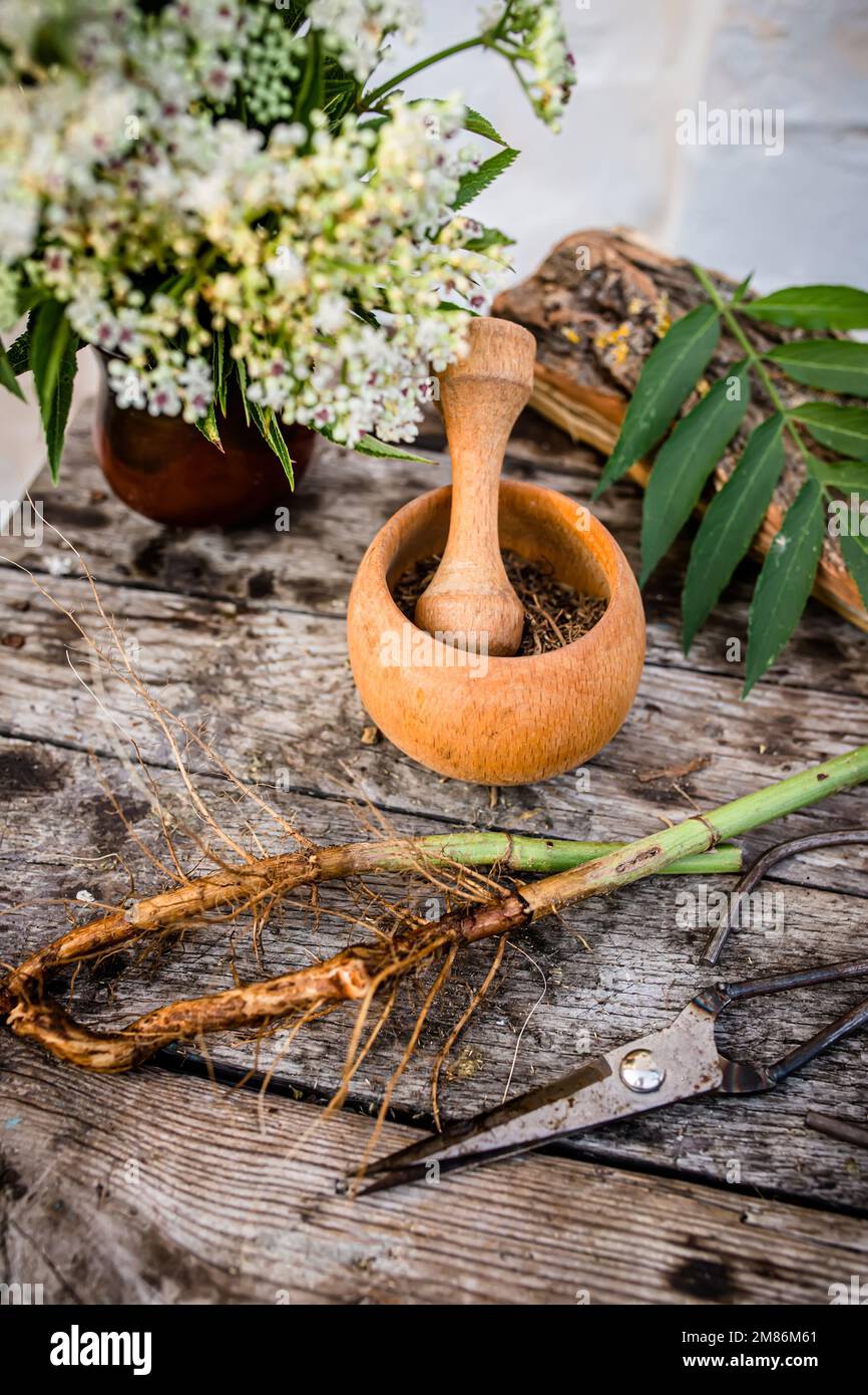 Elder herbaceous - a medicinal plant used to treat rheumatism, gout, tumors, wounds, Stock Photo