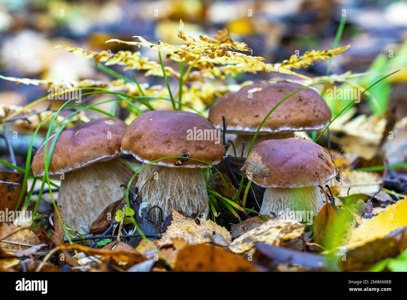 Four young porcini mushrooms come out from under the leaves in a forest