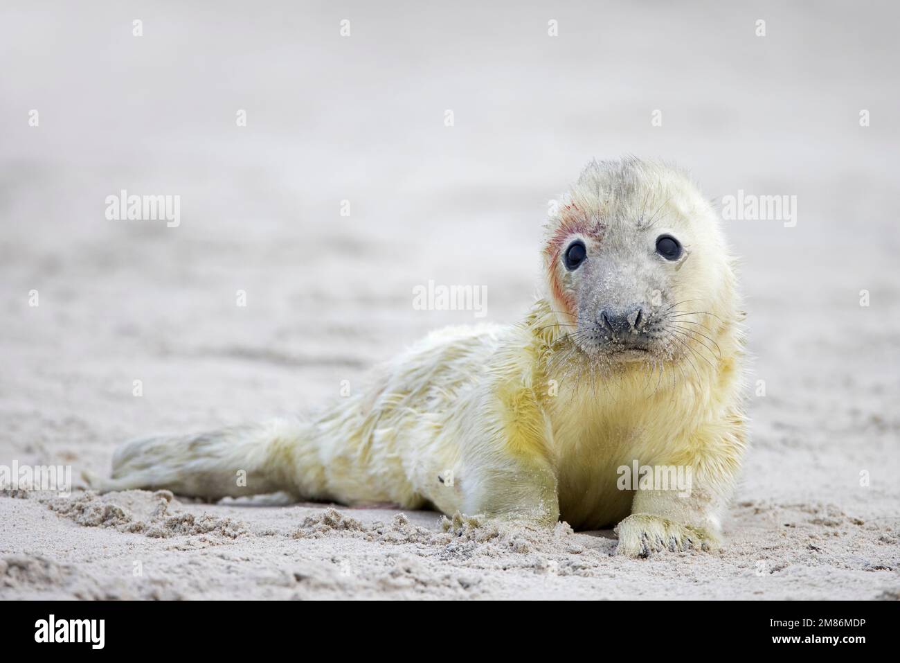 Grey seal / gray seal (Halichoerus grypus) portrait of cute newborn pup lying on sandy beach