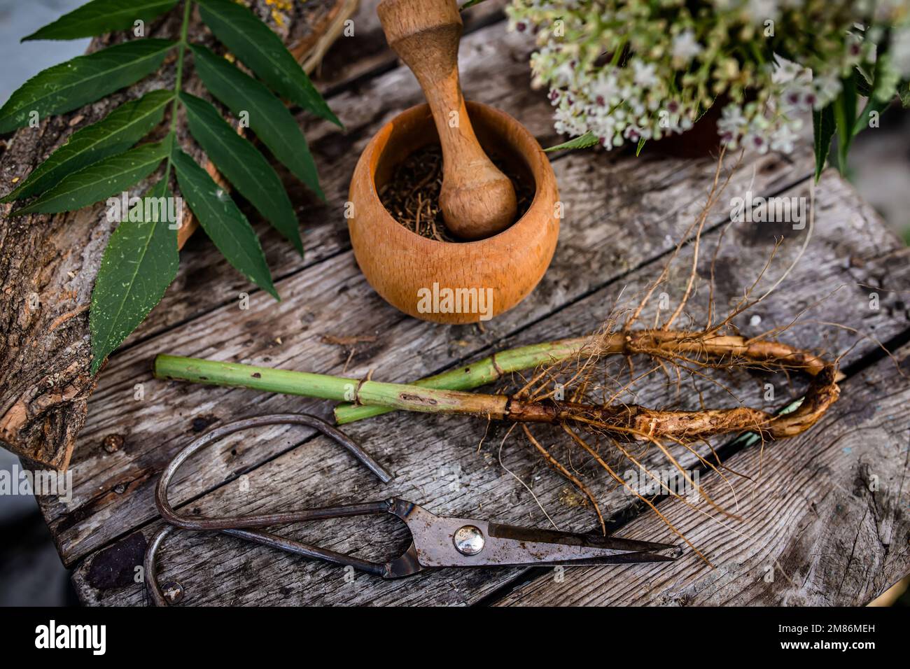 Elder herbaceous - a medicinal plant used to treat rheumatism, gout, tumors, wounds, Stock Photo