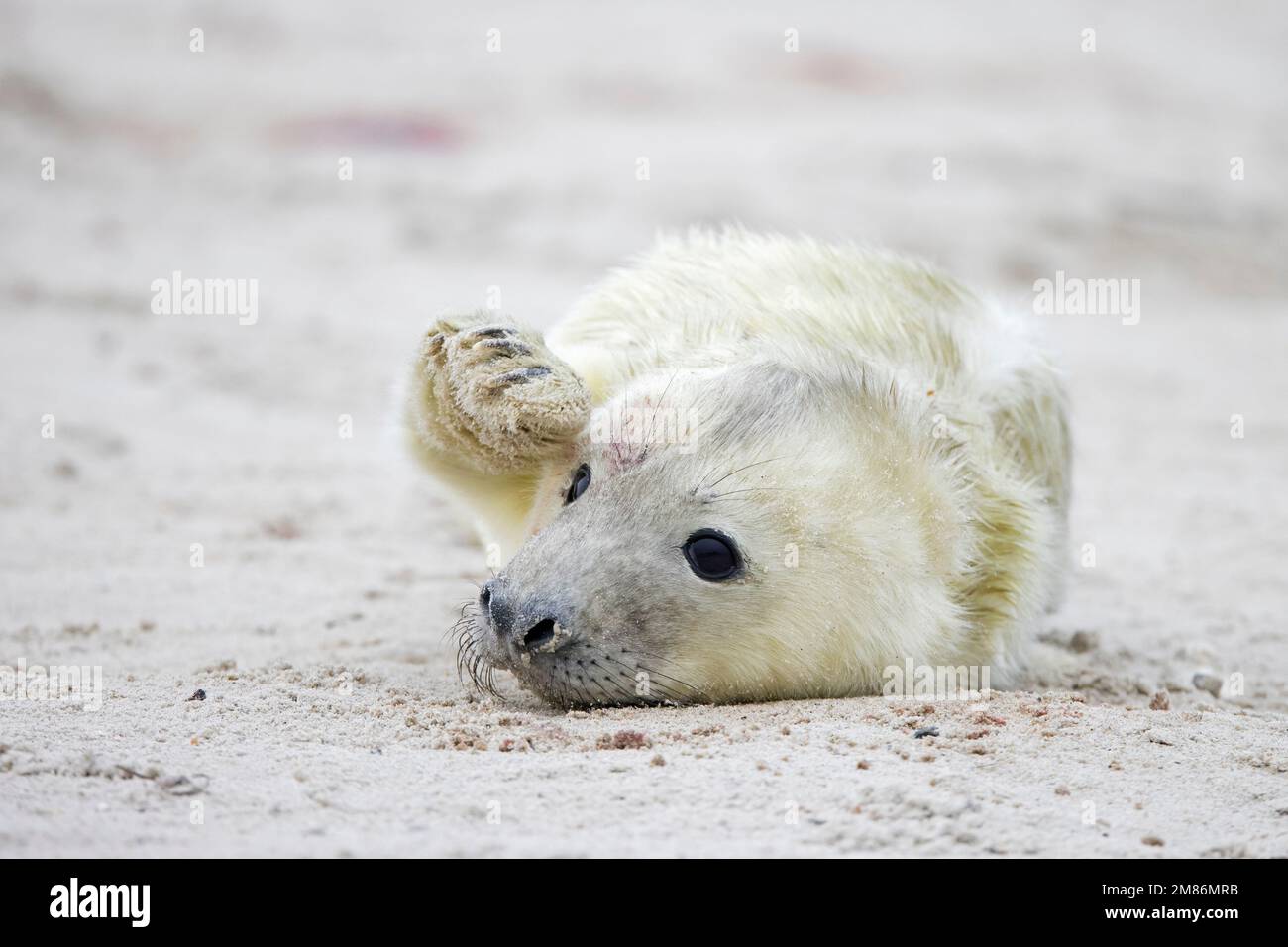Grey seal / gray seal (Halichoerus grypus) portrait of cute newborn pup lying on sandy beach