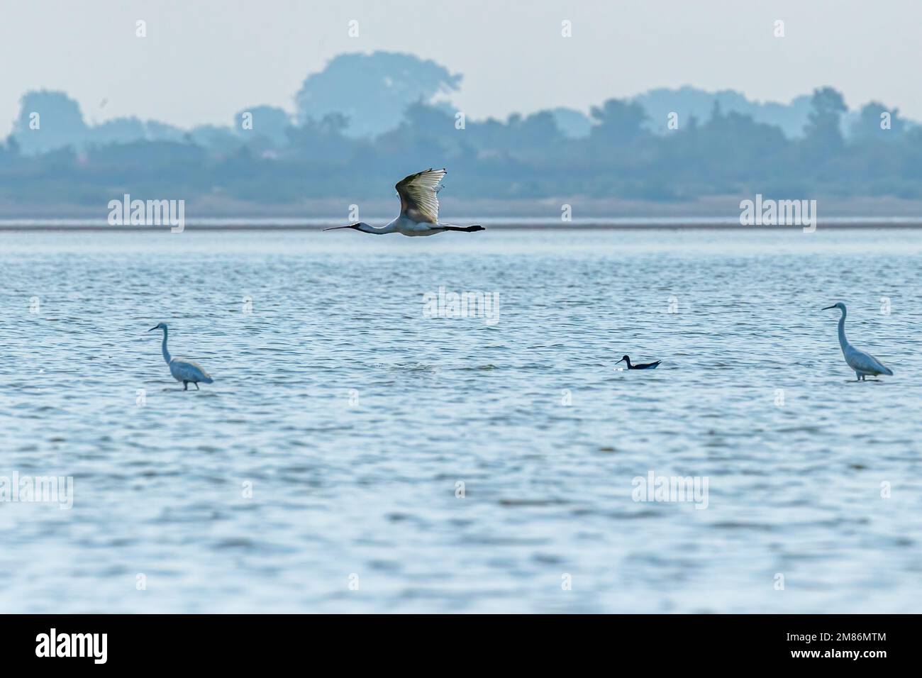 A Spoon billed with two great Egret Stock Photo