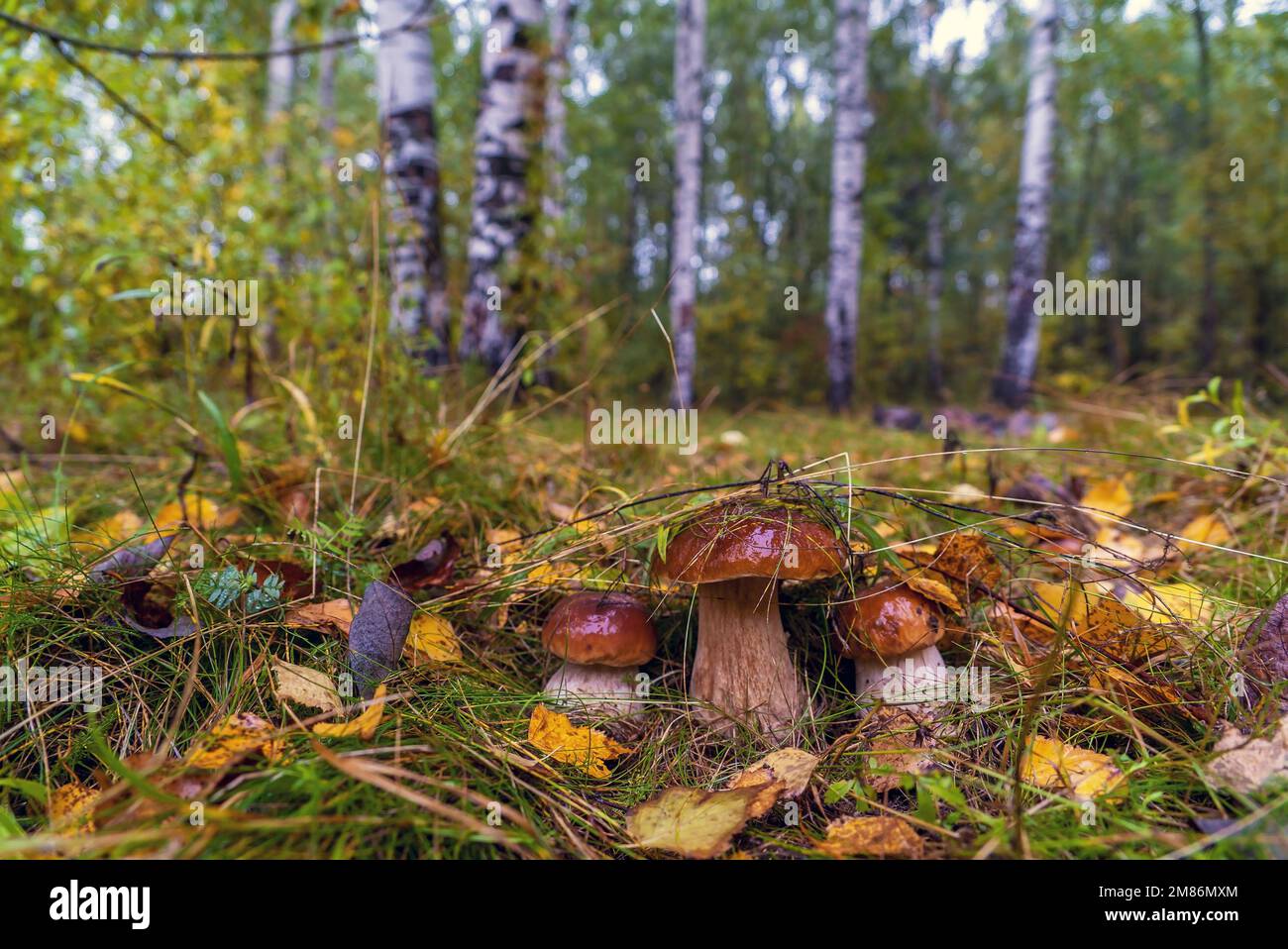 Three young porcini mushrooms come out from under the leaves in a