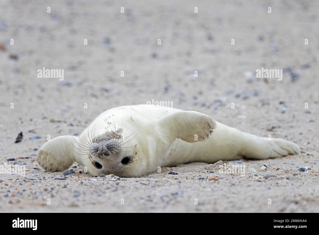 Grey seal / gray seal (Halichoerus grypus) portrait of cute newborn pup lying on sandy beach
