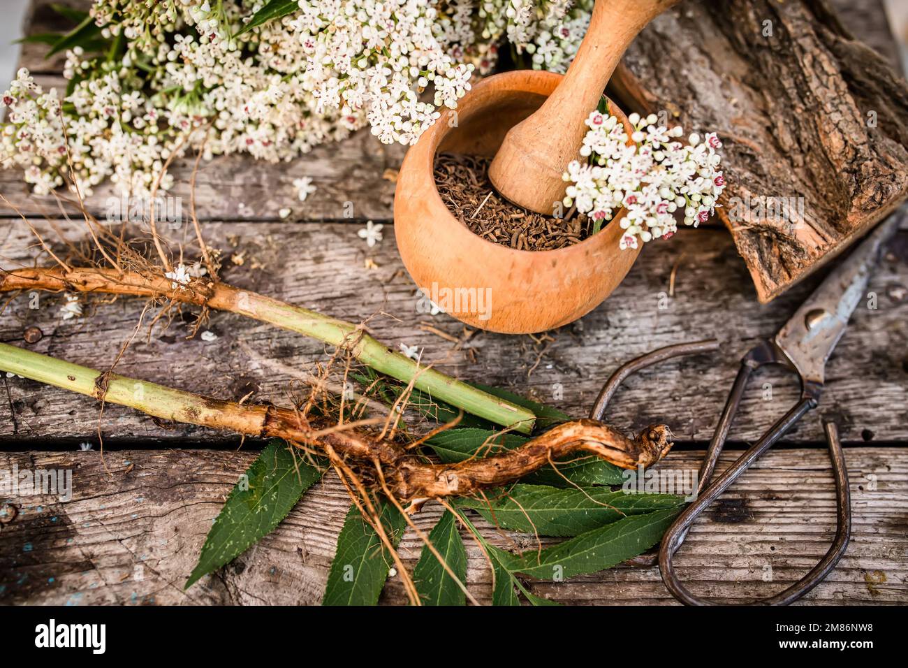 Elder herbaceous - a medicinal plant used to treat rheumatism, gout, tumors, wounds, and also as a diuretic, diaphoretic Sambucus ebulus, Stock Photo