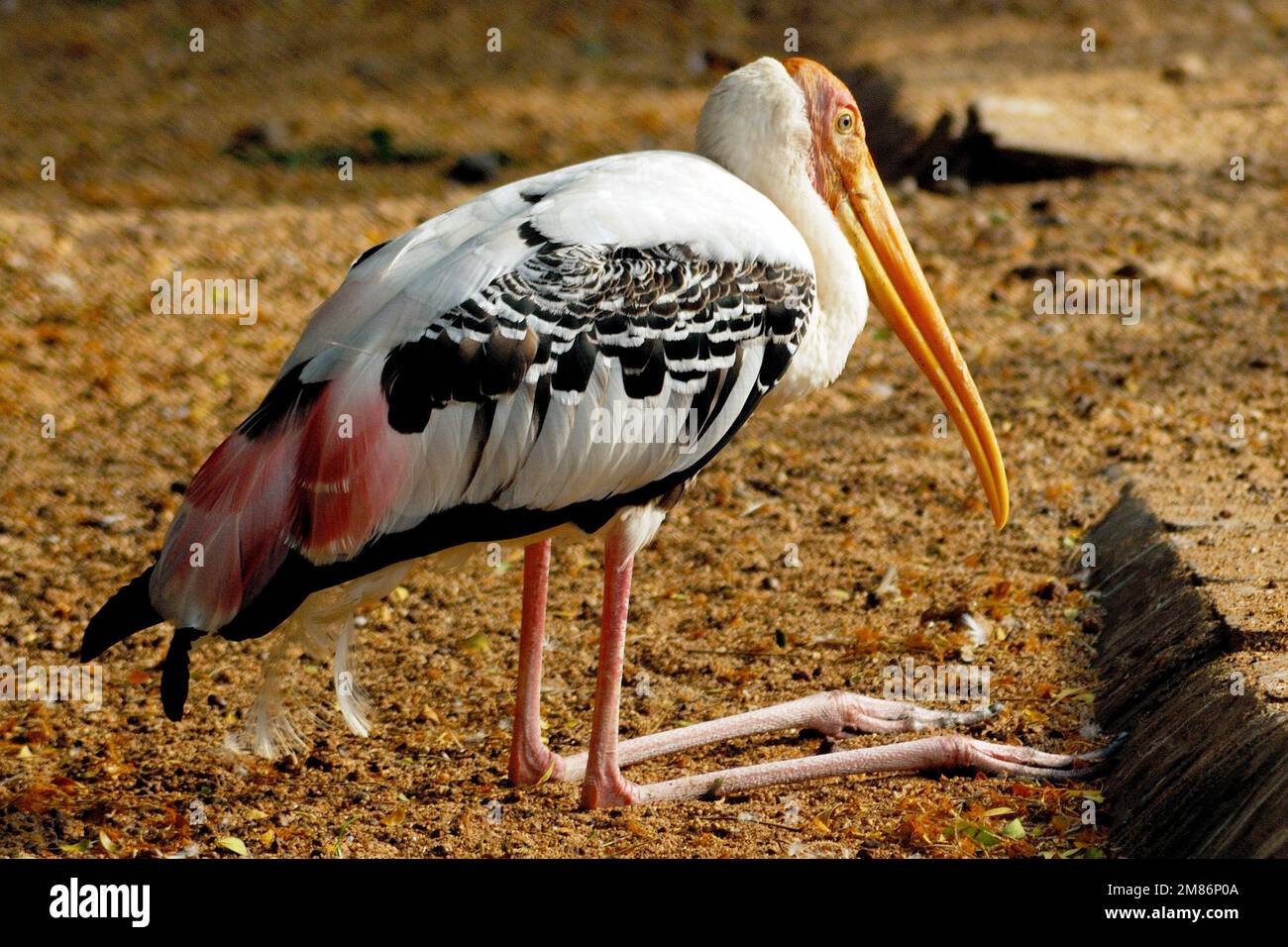 Painted Stork Stock Photo