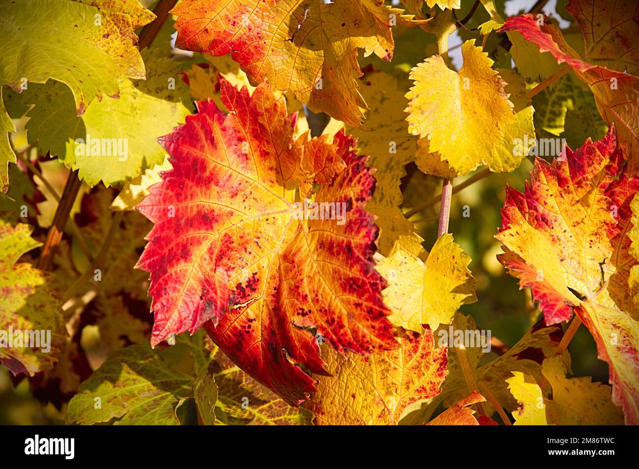Wines leaves in autumn fall Stock Photo