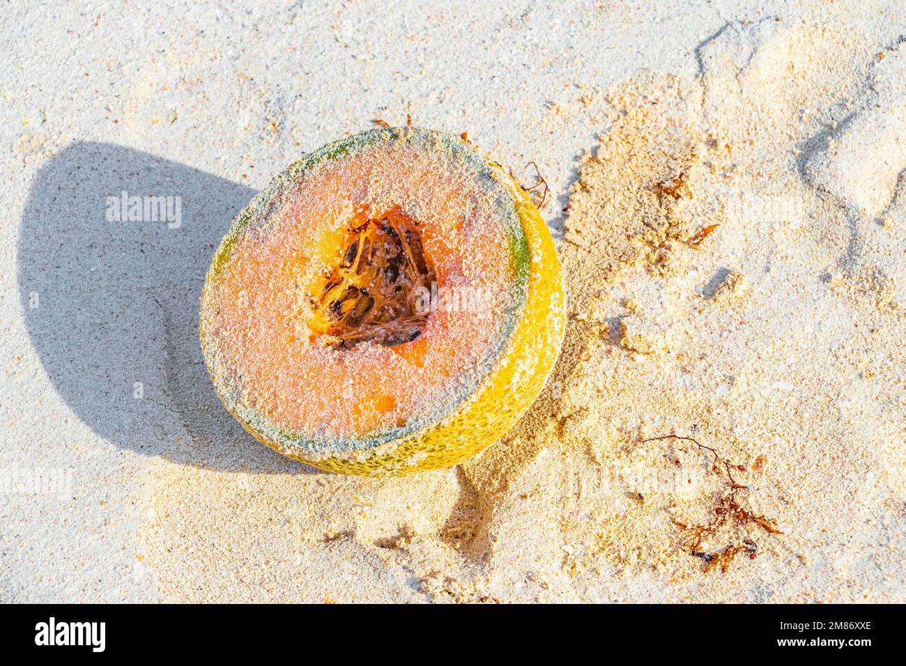Honeydew melon full of sand on beach in Playa del Carmen Quintana Roo