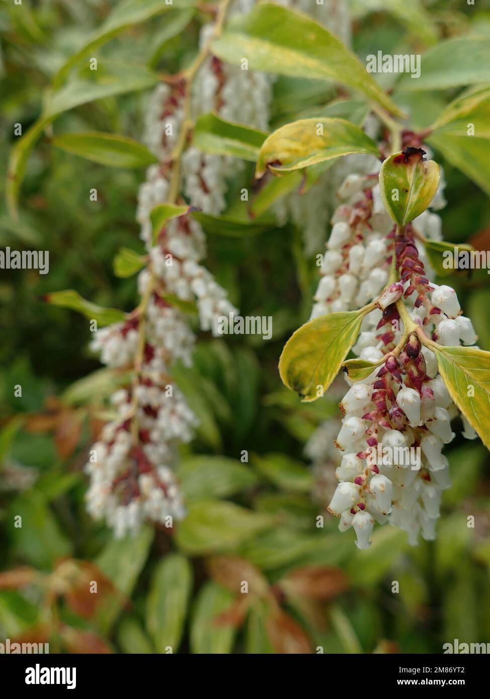 Leucothoe fontanesiana drooping laurel or dog hobble, Spring in a Seattle garden Stock Photo