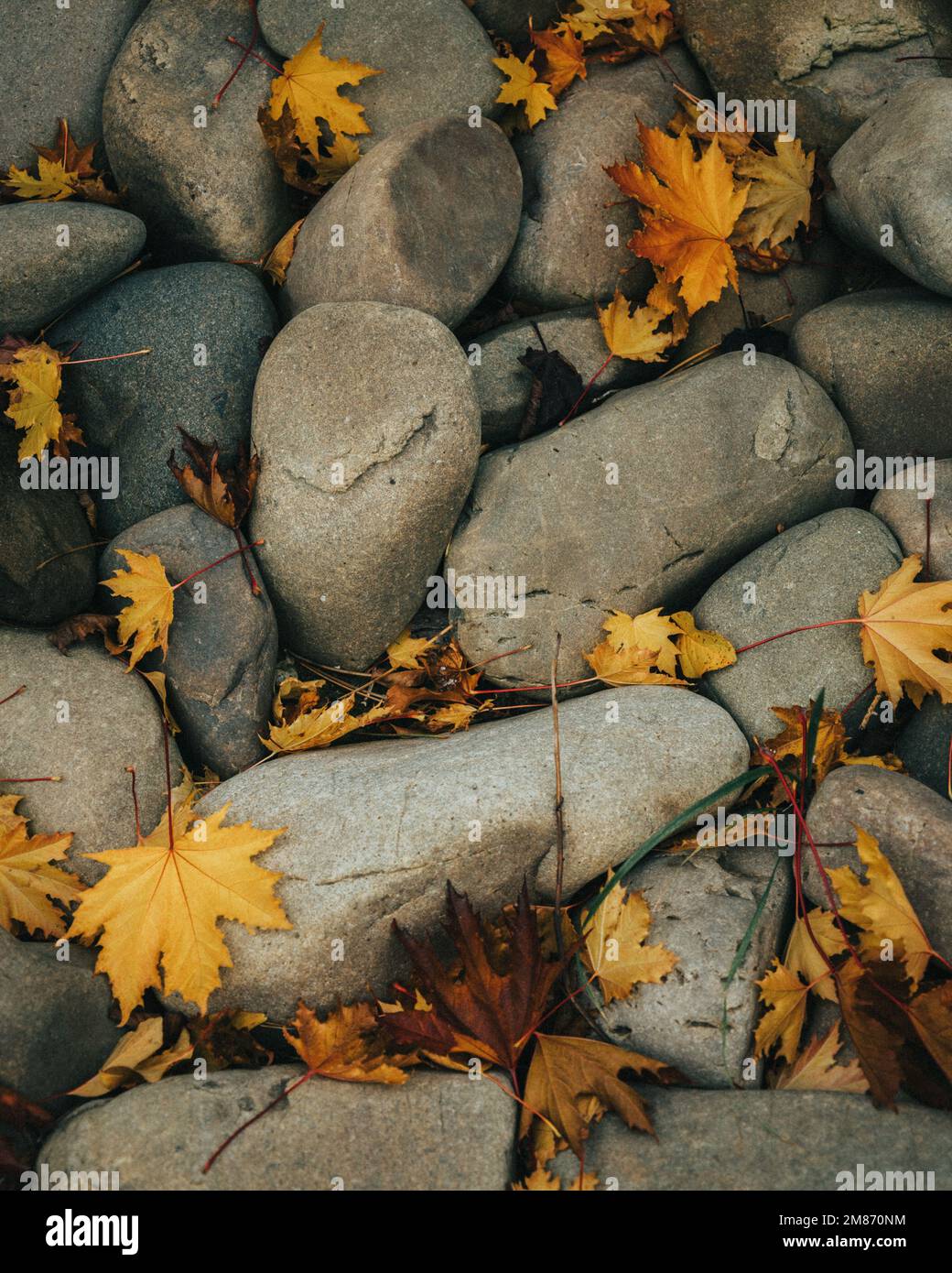 Stones leaves on ground hi-res stock photography and images - Alamy