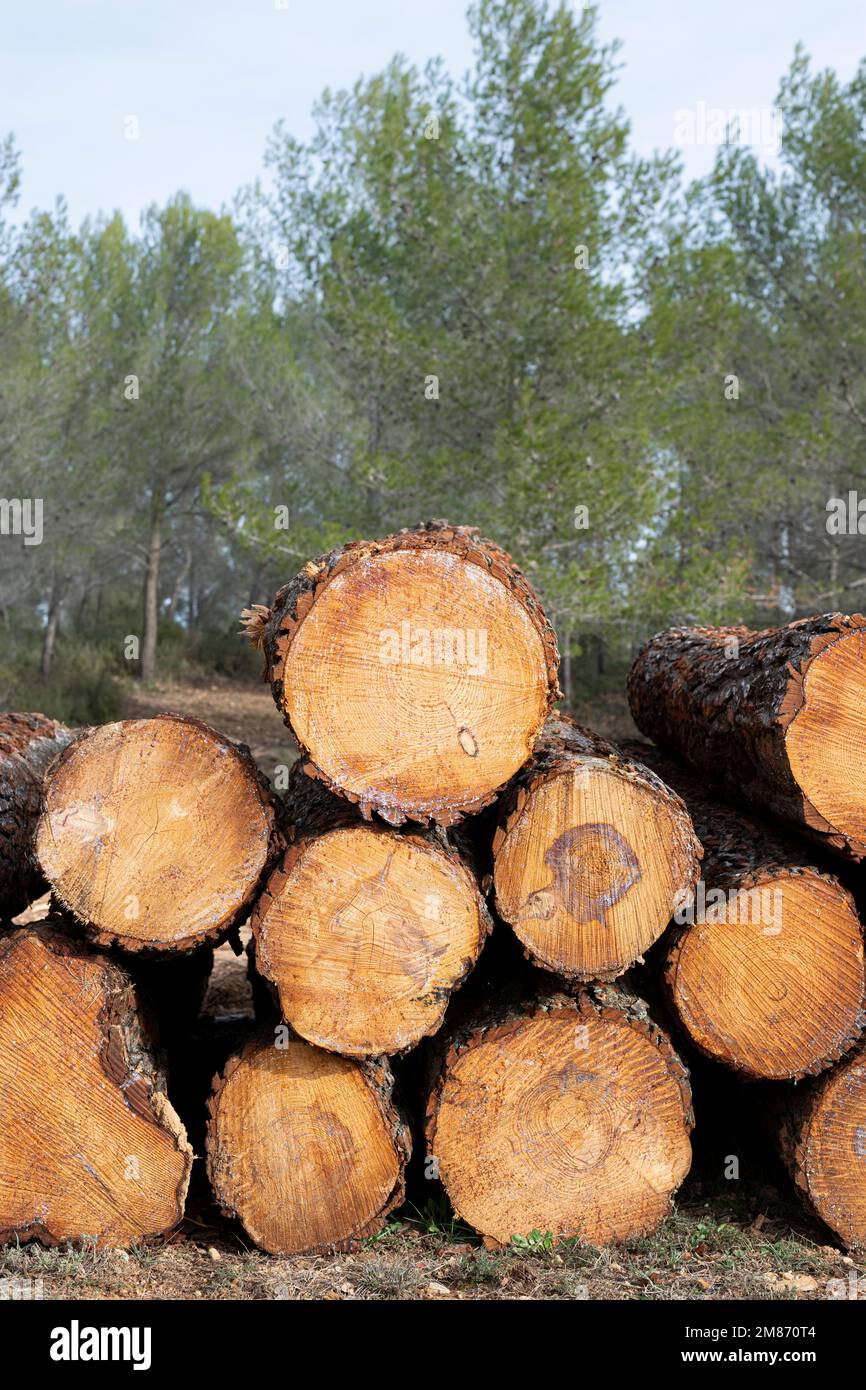 Pile of freshly cut pine trees logs stacked at the edge of the forest Stock Photo