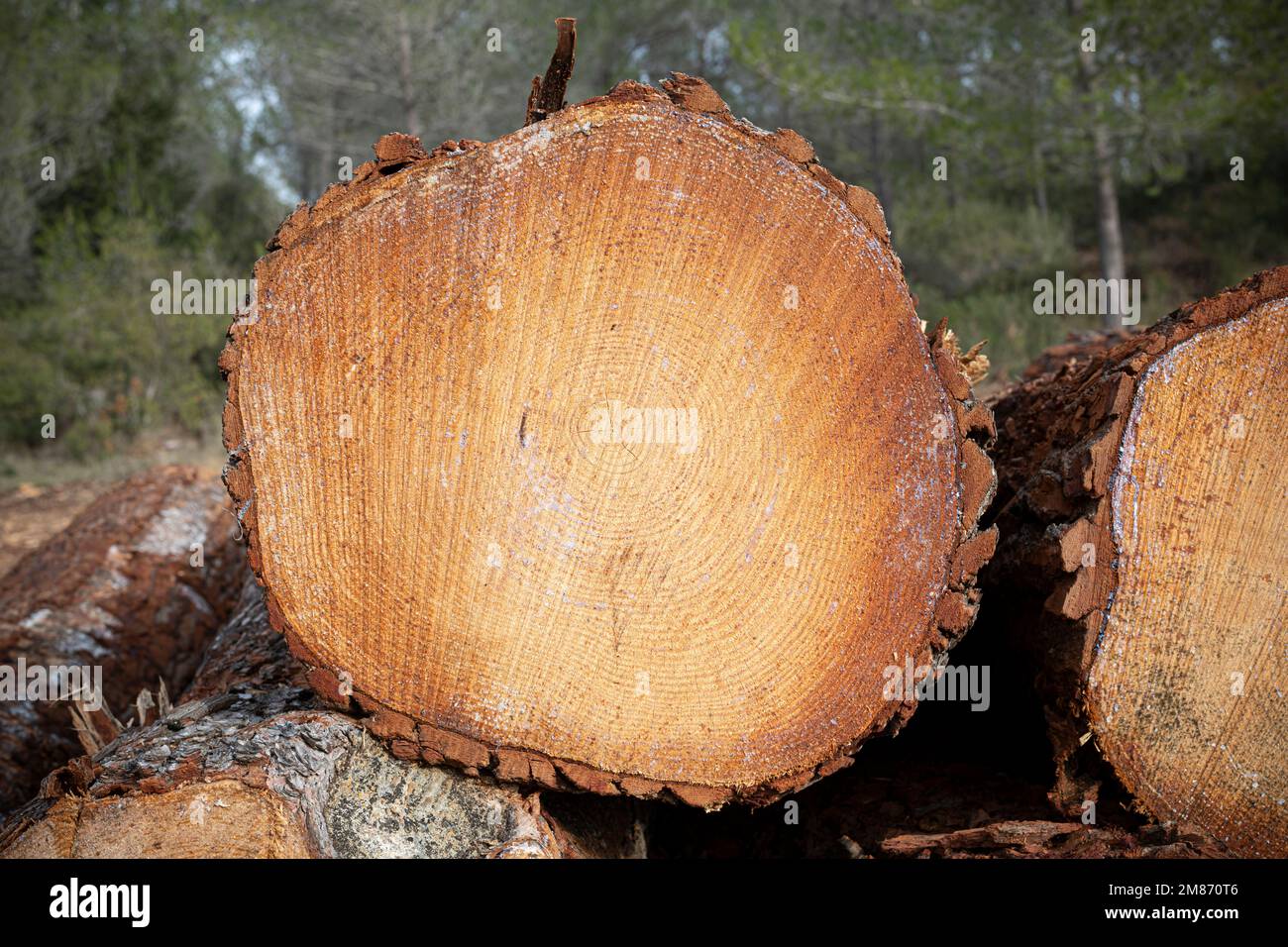 Freshly cut pine tree stacked at the edge of the forest Stock Photo