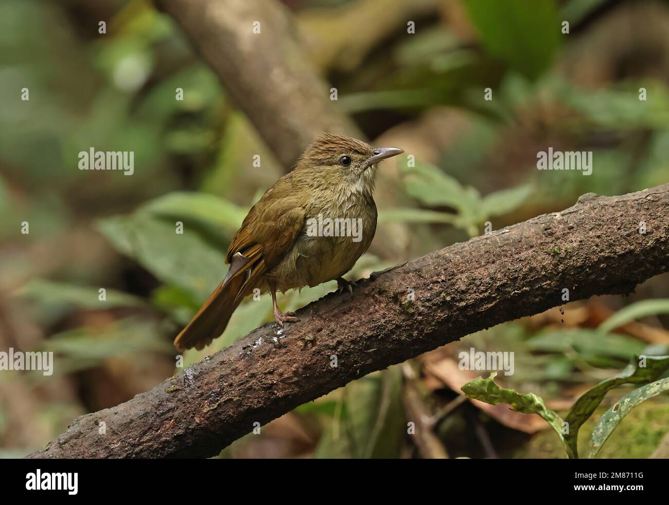 Grey-eyed Bulbul (Iole propinqua) adult perched on branch, wet after bathing  Di Linh, Vietnam.                   December Stock Photo