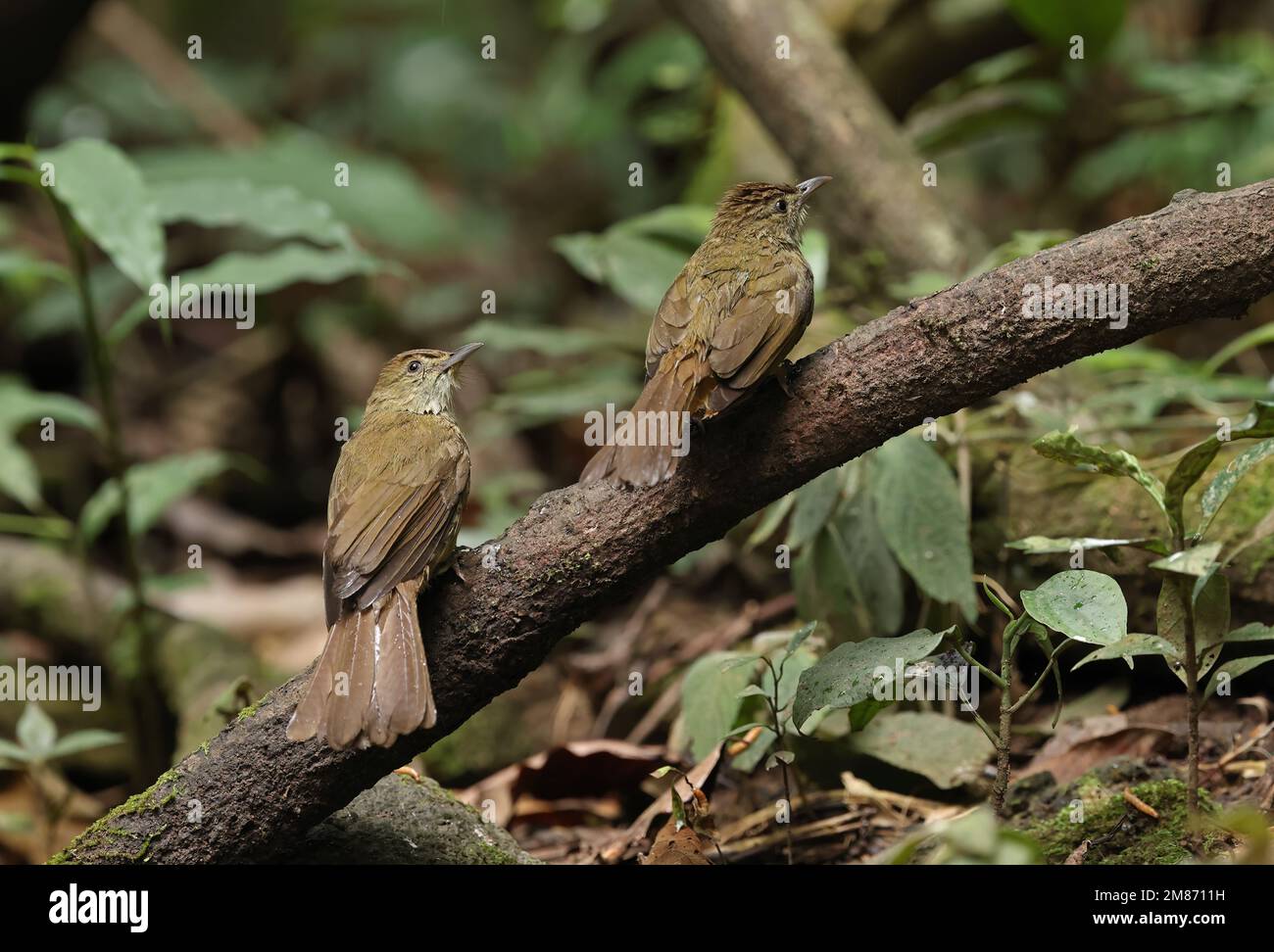 Grey-eyed Bulbul (Iole propinqua) two adults perched on branch, wet after bathing  Di Linh, Vietnam.                   December Stock Photo