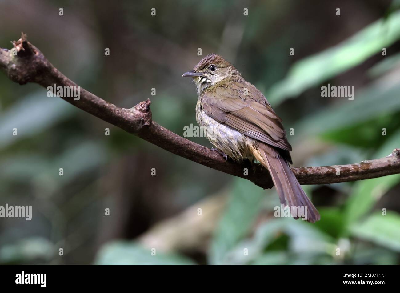 Grey-eyed Bulbul (Iole propinqua) adult perched on branch, wet after bathing  Di Linh, Vietnam.                   December Stock Photo