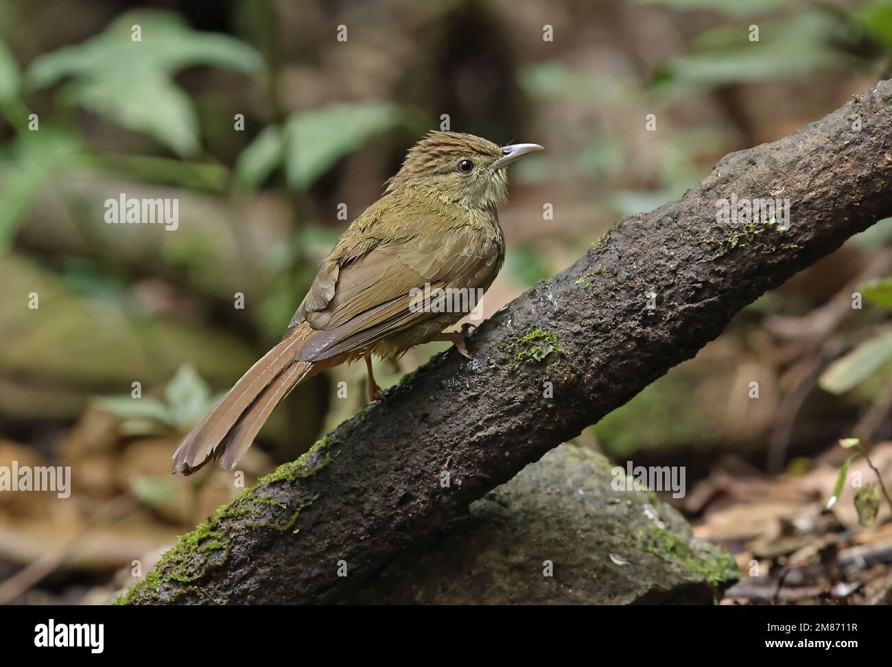Grey-eyed Bulbul (Iole propinqua) adult perched on branch  Di Linh, Vietnam.                   December Stock Photo