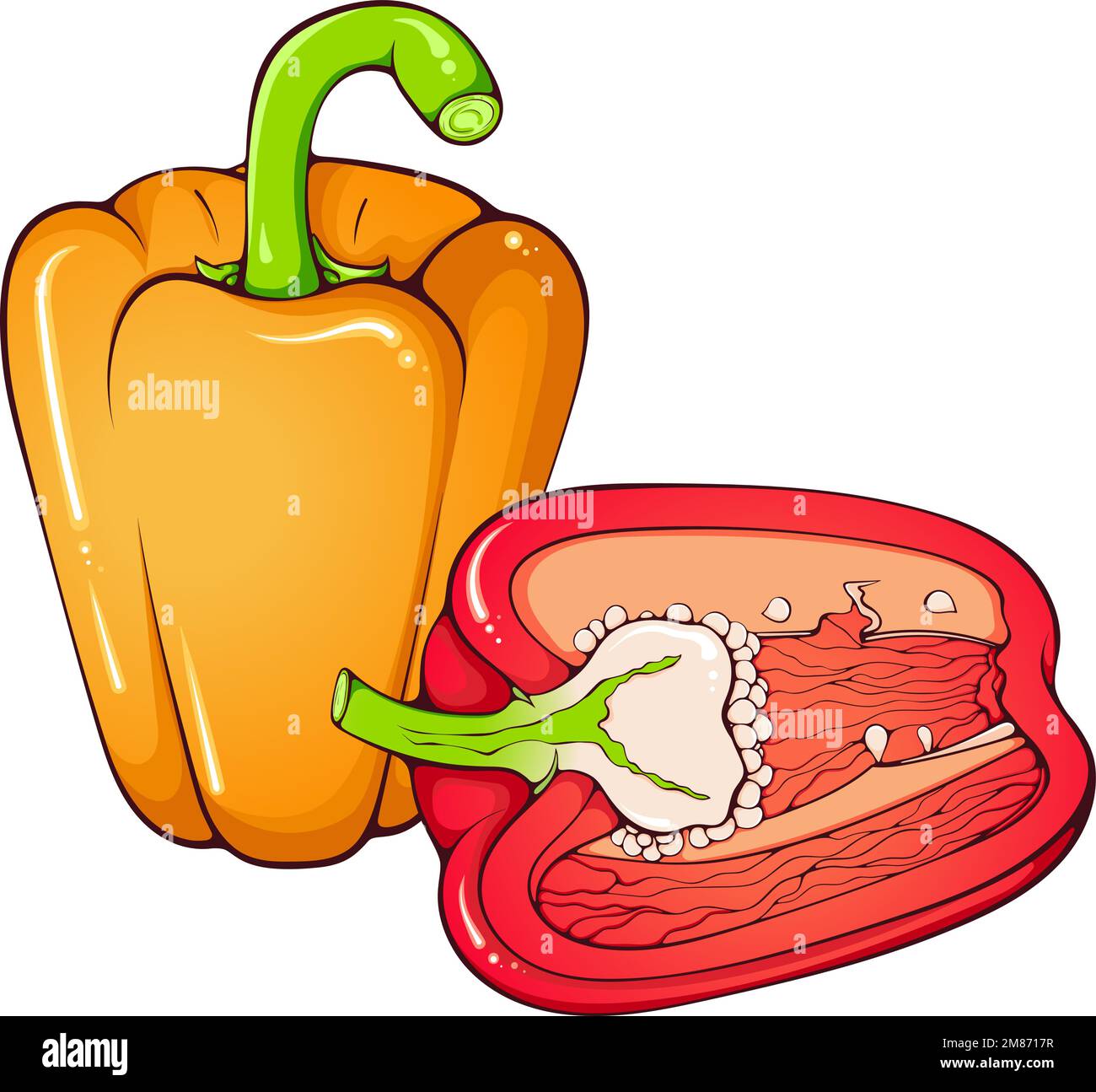 Whole and half bell pepper Stock Vector